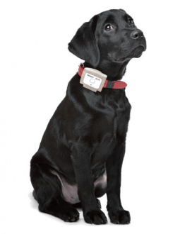 petfit