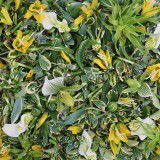 plantica_B