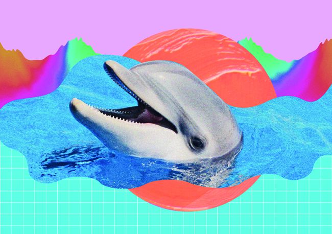 dolphin postcard