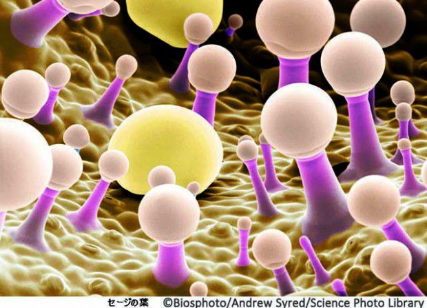 Glandes ‡ huile sur le calice d'une Sauge - Ces trichomes glandulaires (poils microscopiques violets) sont des glandes ‡ huile. Les trichomes sÈcrËtent des globules d'huiles essentielles (ronds). Grossissement: x250 ‡ l'impression ‡ 10 centi